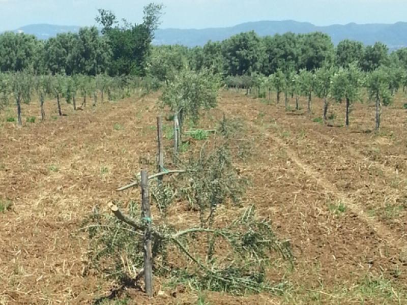 Solidarietà di Oliverio e Robbe alla cooperativa "Valle del Marro"