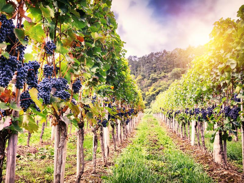 La giunta ha deliberato i criteri per l'elenco regionale della menzione vigna